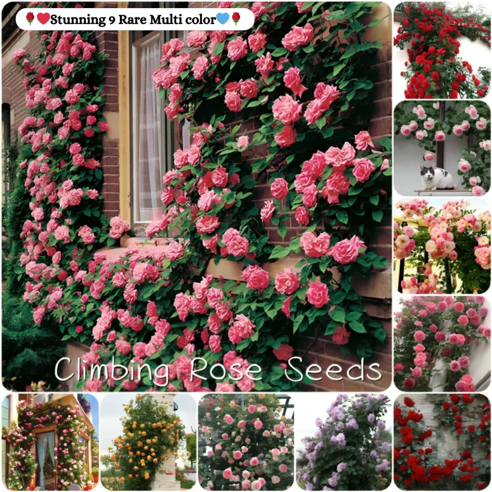 🌹 Elegant Climbing Rose Flower Seeds- 9 Rare and Breathtaking Colors Seeds (IMPORTED)
